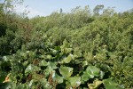 Sweet Gale w/ Yellow Pond Lily foliage