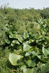Sweet Gale w/ Yellow Pond Lily foliage