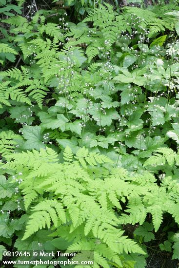 Tiarella trifoliata