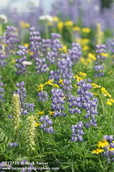 Lupinus latifolius