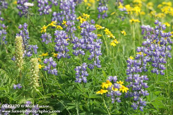 Lupinus latifolius