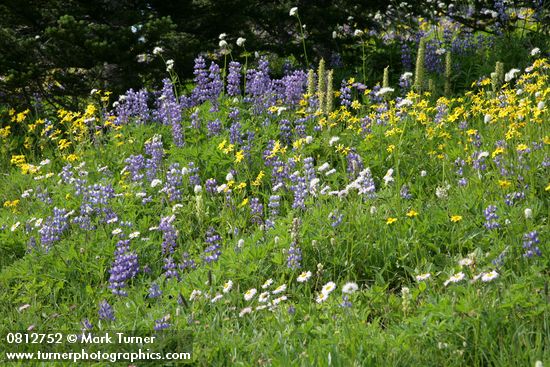 Lupinus latifolius