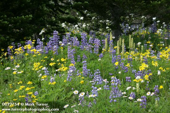 Lupinus latifolius