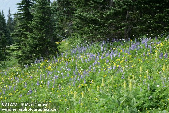 Lupinus latifolius
