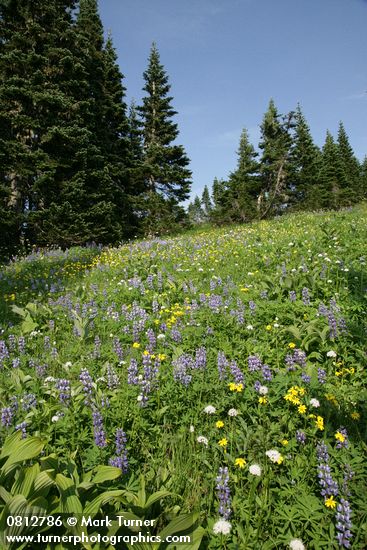 Lupinus latifolius