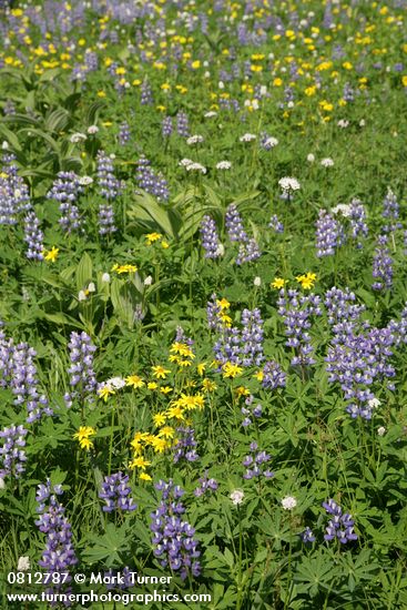 Lupinus latifolius