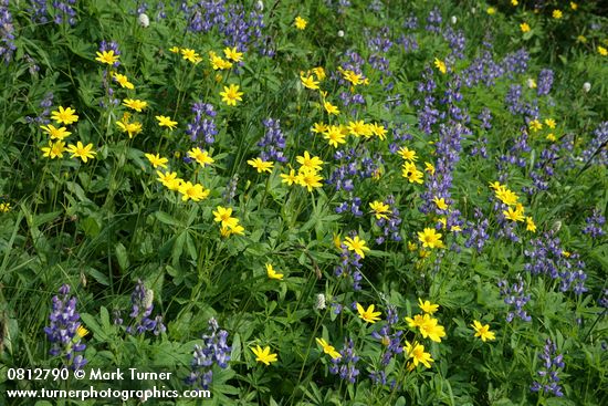 Lupinus latifolius