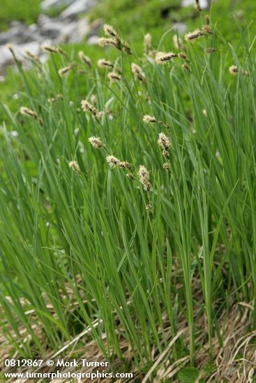 Black Alpine Sedge