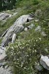 White Heather habitat view