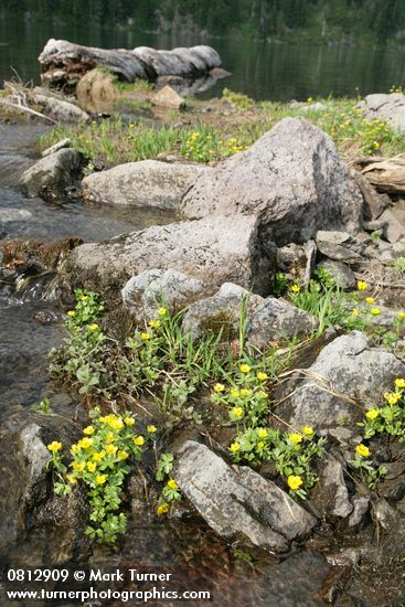 Ranunculus eschscholtzii