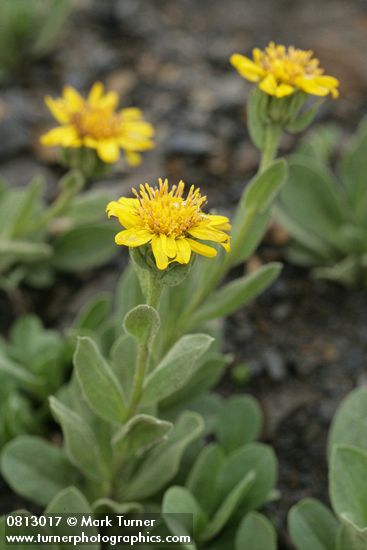 Tonestus lyallii