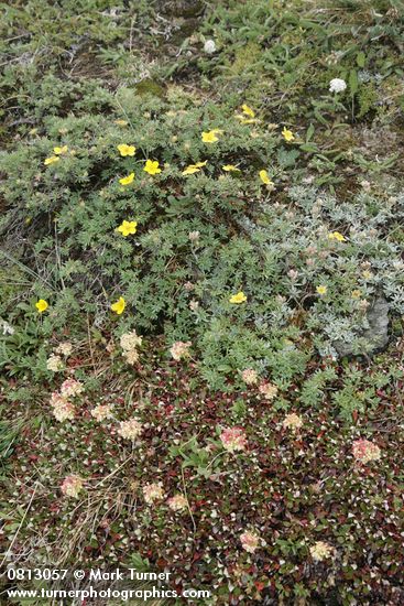 Dasiphora fruticosa