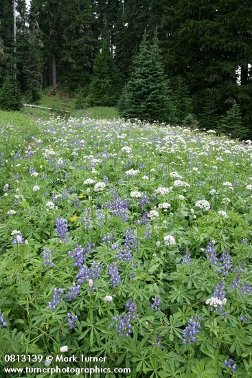 Lupinus latifolius