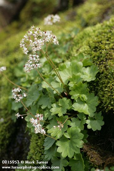 Micranthes nelsoniana var. cascadensis