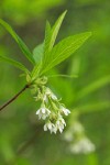 Indian Plum blossoms & foliage