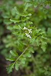 Cardamine oligosperma