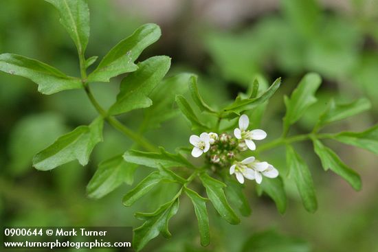 Little Western Bittercress