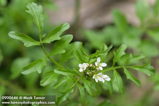 Little Western Bittercress