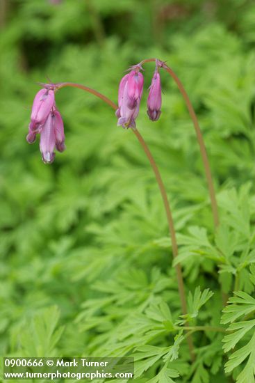 Pacific Bleeding Heart