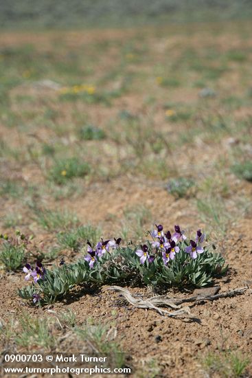 Viola trinervata