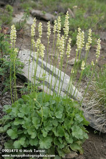 Roundleaf Alumroot