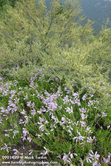 Penstemon fruticosus