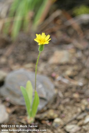 Agoseris heterophylla var. heterophylla