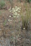 Strict Desert Buckwheat