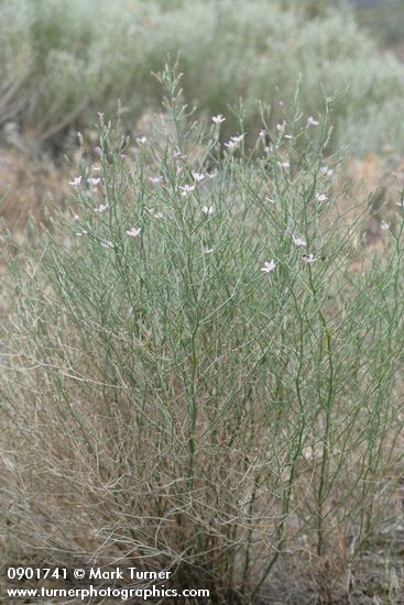 Stephanomeria tenuifolia