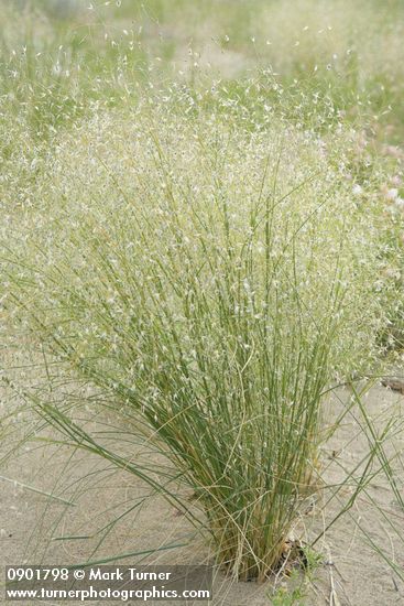 Indian Ricegrass in seed
