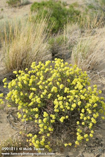Eriogonum sphaerocephalum