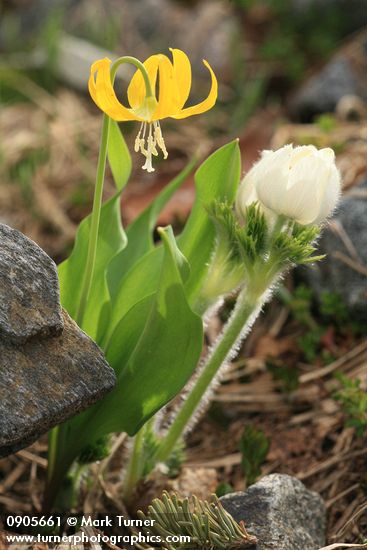 Erythronium grandiflorum