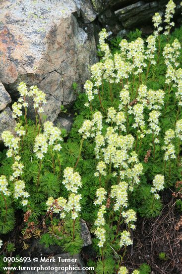 Partridgefoot