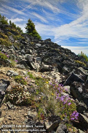 Saxifraga bronchialis