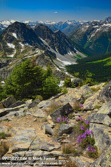 Penstemon davidsonii