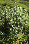 Barclay's Willow foliage & catkins