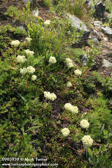 Hausknecht's buckwheat