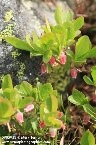 Dwarf Blueberry blossoms & foliage