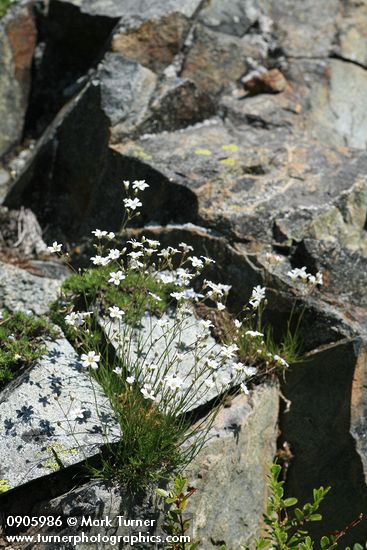 Eremogone capillaris