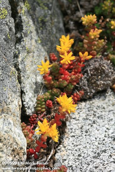 Spreading Stonecrop