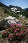Pink Mountain-heather on rocky slope w/ Copper Point bkgnd