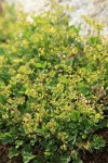 Creeping Sibbaldia