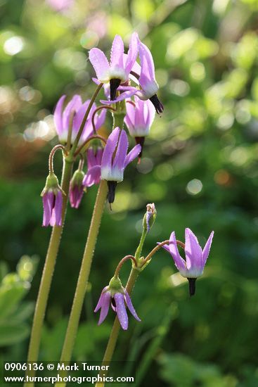 Jeffrey's Shooting Star blossoms