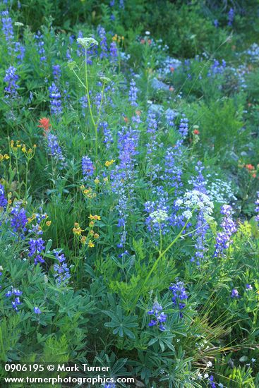 Lupinus latifolius