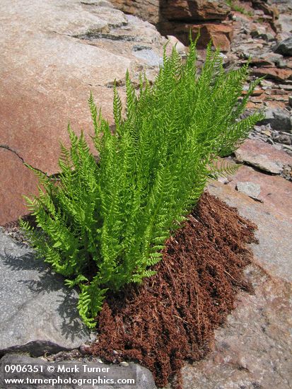 Alpine Ladyfern