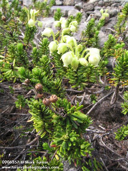 Yellow Mountain-heather