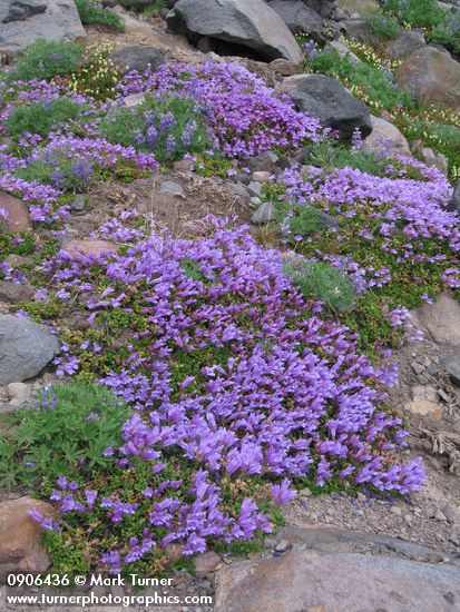 Davidson's Penstemon