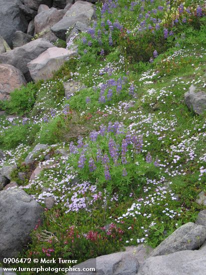 Lupinus latifolius