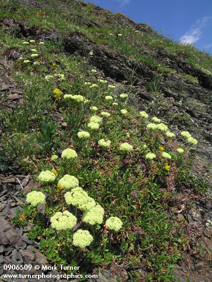 Sulphur Flower