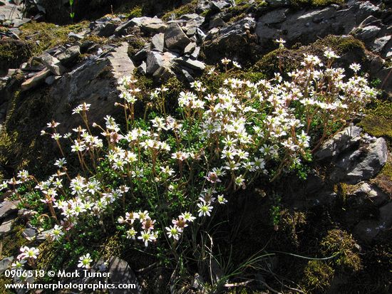 Tolmie's Saxifrage